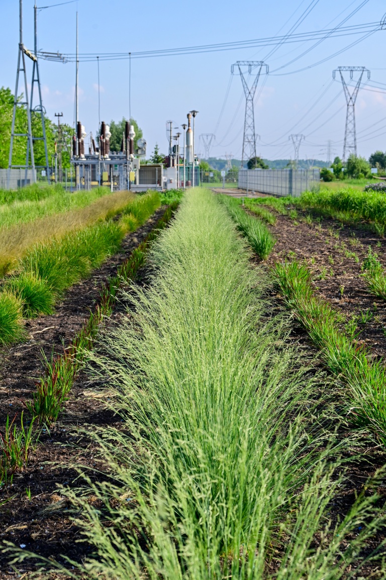 Kompostownia Magno Hortis i trawy 3