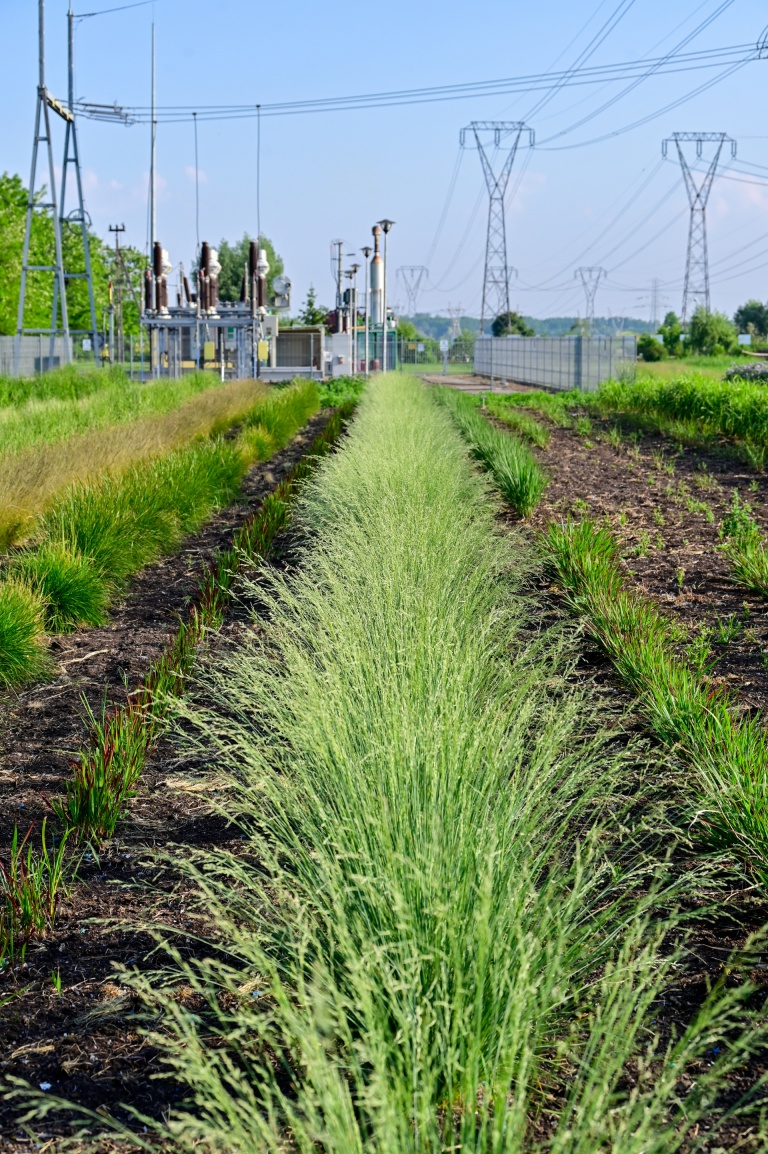 Kompostownia Magno Hortis i trawy